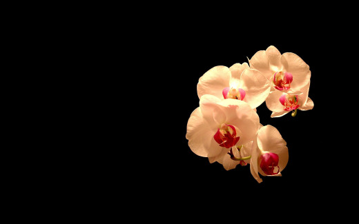 462239 (a): :1920x1200
